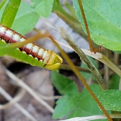 Obolopteryx catinata