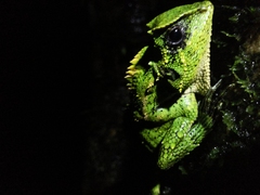 Gonocephalus kuhlii