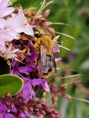 Cadeguala occidentalis