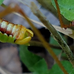 Obolopteryx catinata