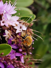 Cadeguala occidentalis