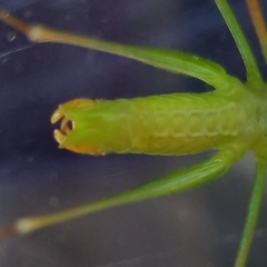 Obolopteryx catinata