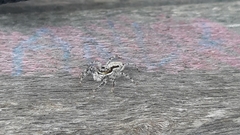 Menemerus bivittatus