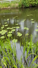 Nuphar lutea
