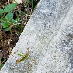Obolopteryx catinata