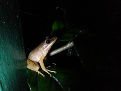 Chalcorana chalconota