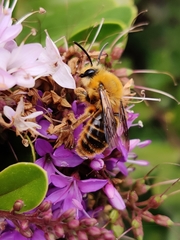 Cadeguala occidentalis