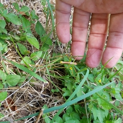 Obolopteryx catinata