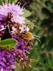 Cadeguala occidentalis