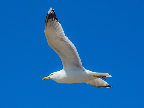Caspian Gull