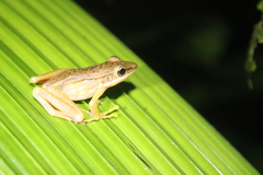 Chalcorana chalconota