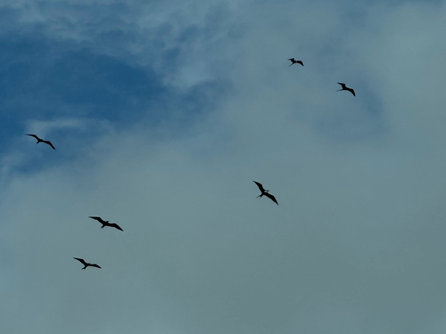 Aves observed 2026-10-08