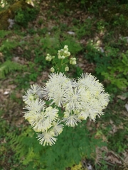 Thalictrum lucidum