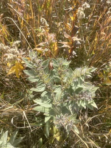 Lithospermum parviflorum, 2026-10-08