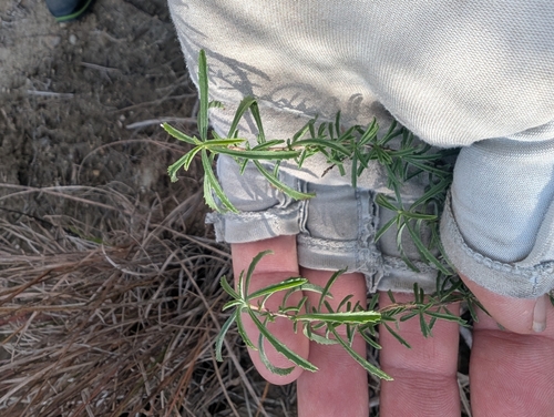 Oenothera serrulata, 2026-10-08