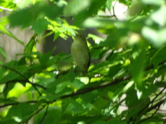 Leiothlypis peregrina