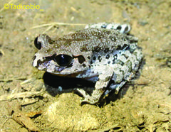 Leptobrachium hasseltii