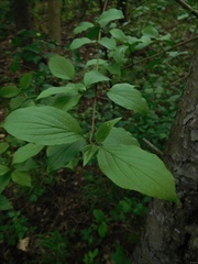 Cornus sanguinea