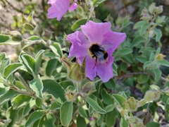 Bombus terrestris sassaricus