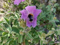 Bombus terrestris sassaricus