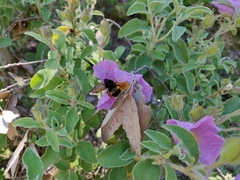 Bombus terrestris sassaricus