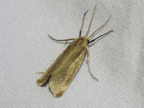 Satin Rupela photo 3