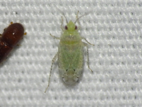 Psallus observed 2026-10-07