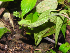 Bronchocela