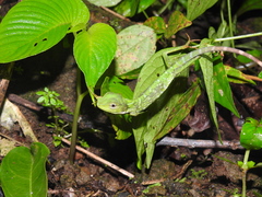 Bronchocela