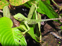 Bronchocela