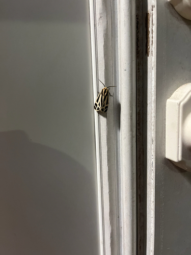 Harnessed Tiger Moth