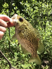 Ambloplites constellatus