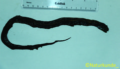 Coelognathus flavolineatus