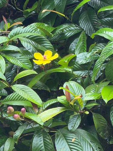 Dillenia excelsa (Dillenia excelsa)