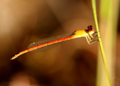Agriocnemis minima