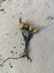 Fucus spiralis