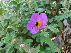 Ferdinandea fumipennis