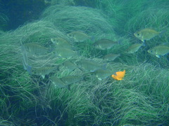 Hyperprosopon argenteum