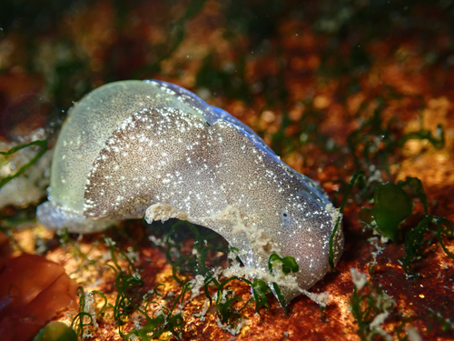 Haminoea vesicula, 2026-10-08