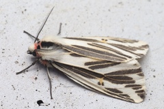 Eospilarctia lewisii
