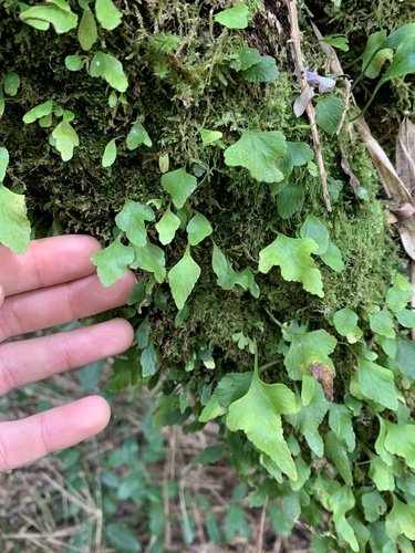 Asplenium trilobum, 2026-10-06