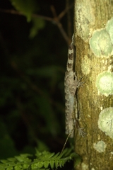 Cyrtodactylus marmoratus