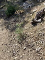 Lomatium multifidum