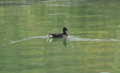 Gallinula chloropus