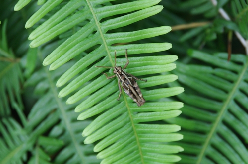 Traulia lofaoshana
