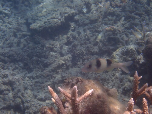 Parupeneus crassilabris observed 2026-09-23