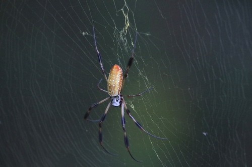 Golden Silk Spider