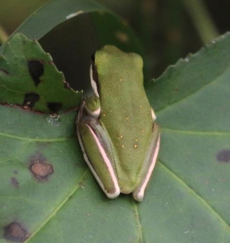 Green Treefrog