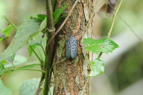 Spotted Lanternfly