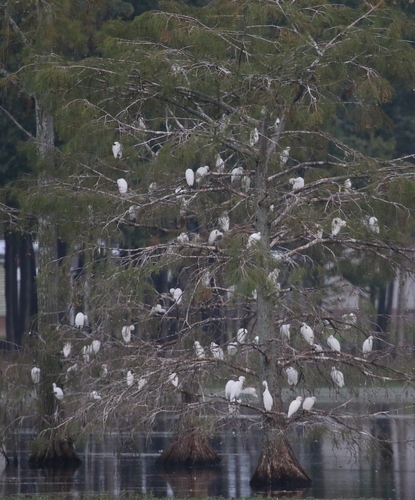 Western Cattle-Egret